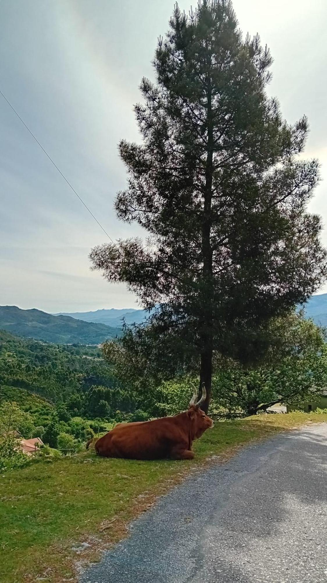 Chalet Do Soajo アルコス・デ・ヴァルデヴェス エクステリア 写真